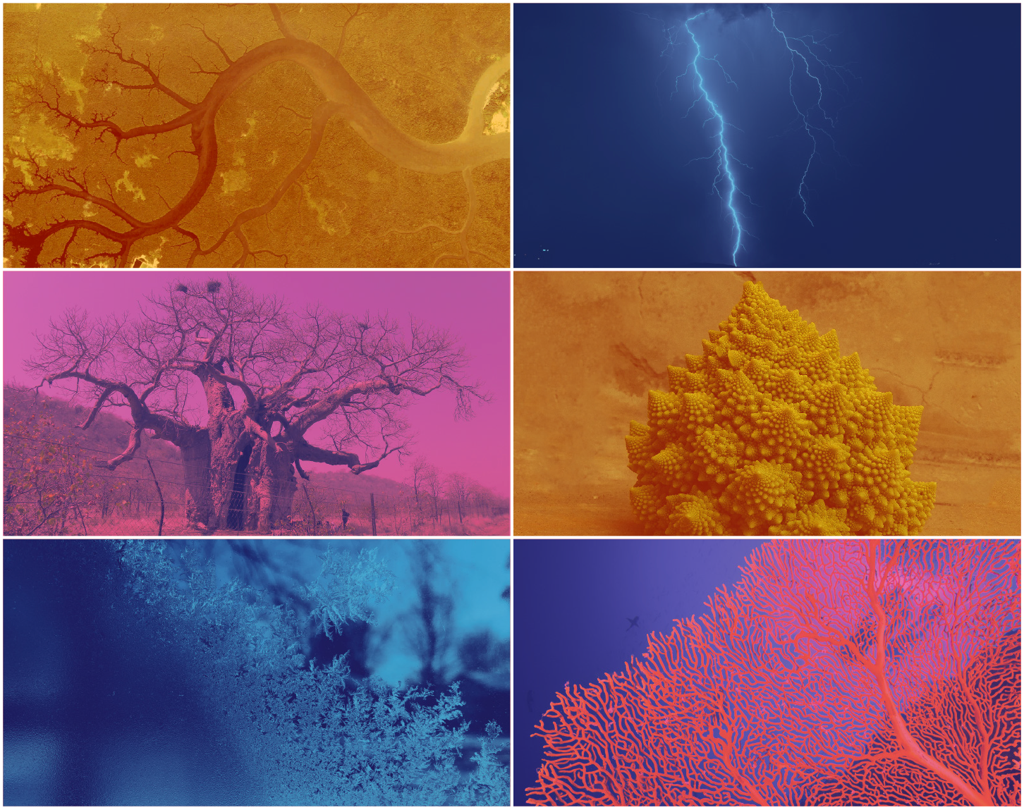 A grid of six photographs showcasing fractals in nature. The images include the branching patterns of a river delta, a bolt of lightning, the spreading limbs of a Baobab tree, the spiraling cones of Romanesco broccoli, crystalline snowflakes, and the intricate structure of a coral reef. Each serves as an example of shapes that repeat themselves at smaller and smaller scales.