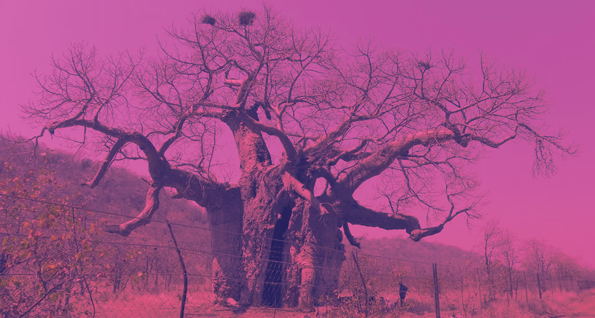 A photograph of a massive, ancient Baobab tree with a thick, textured trunk, shown through a pink color filter. The tree's numerous branches spread out into a complex, self-repeating network of smaller and smaller limbs against a hazy sky, illustrating a fractal pattern found in nature.
