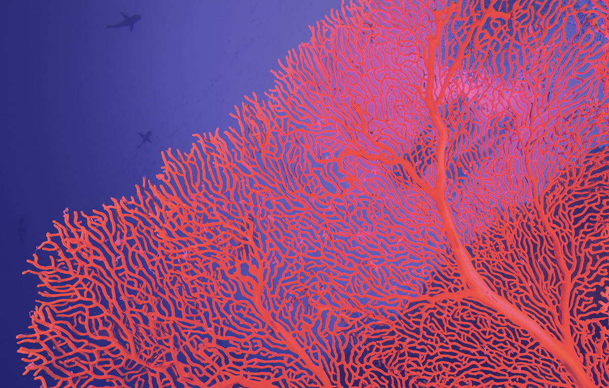 Una fotografía de un vibrante coral abanico de mar bajo el agua, mostrada con un filtro de color rosa y púrpura. El coral presenta una red compleja de ramas similar a un encaje que crece en un patrón repetitivo en forma de abanico, sirviendo como un ejemplo biológico de un fractal.