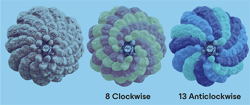 A diagram showing three top-down views of the same pine cone against a light blue background, demonstrating Fibonacci spirals in nature. The first pine cone on the left is uncolored, showing its natural spiraling scale pattern. The middle pine cone has its scales highlighted in alternating rows of purple and green, with the text "8 Clockwise" underneath to indicate 8 clockwise spirals. The rightmost pine cone has its scales highlighted in alternating rows of dark blue and bright teal, with the text "13 Anticlockwise" underneath to indicate 13 counterclockwise spirals. At the bottom right, text reads "Attribution: Sandy Hetherington".