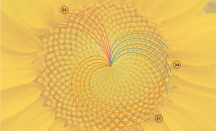A close-up graphic of the center of a yellow sunflower, illustrating three intersecting sets of Fibonacci spiral patterns. Colored overlay lines originate from the center to track the seed rows. A set of orange lines spirals tightly outward and clockwise, labeled with the number 21 in a circle at the bottom right. A set of blue lines spirals outward in a wider arc, labeled with the number 34 in a circle on the right. A set of red lines spirals sharply upward and counterclockwise, labeled with the number 55 in a circle at the top left. The bottom right corner reads "Attribution: Michael Wirth".
