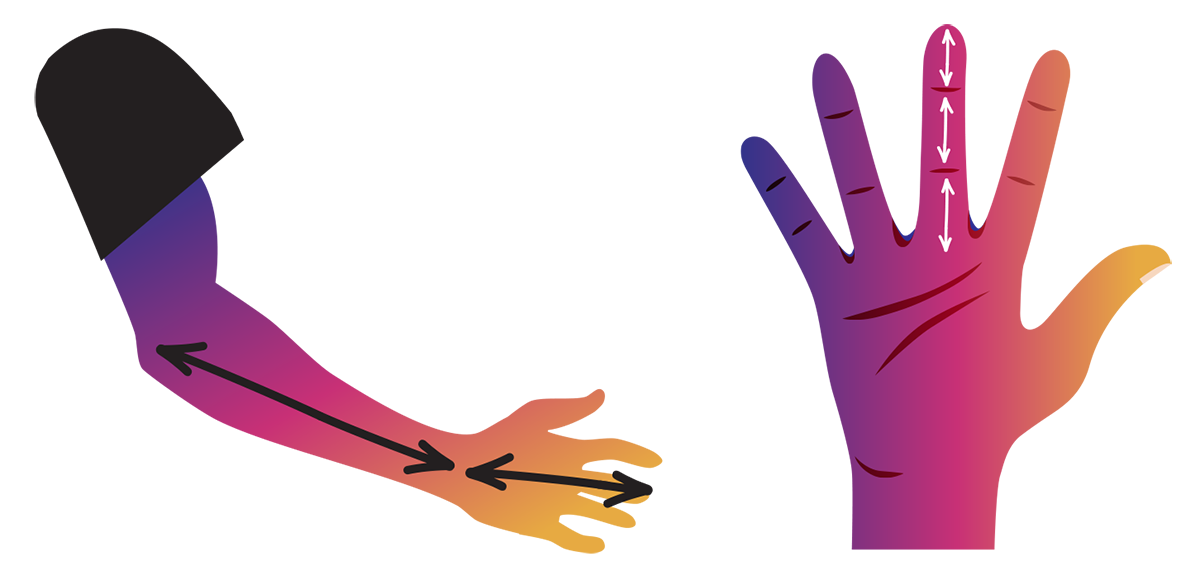 Left illustration: An outstretched arm. A long double-headed arrow spans from the elbow crease to the wrist, and a shorter double-headed arrow spans from the wrist to the tip of the middle finger. The bullet point text below reads: "Compare forearm (forearm to wrist) vs. hand (wrist to middle fingertip) — these ratios might also be close to the golden ratio!" Right illustration: An open palm facing forward. White double-headed vertical arrows mark the three distinct segments of the middle finger (tip, middle, and base). The bullet point text below reads: "Look at each finger segment: tip, middle, base. For fingers, each segment is often about 1.618 x the length of the one before it!"