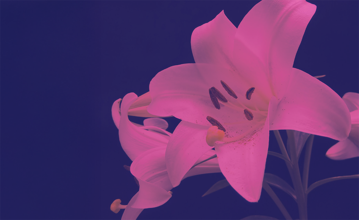 Lily