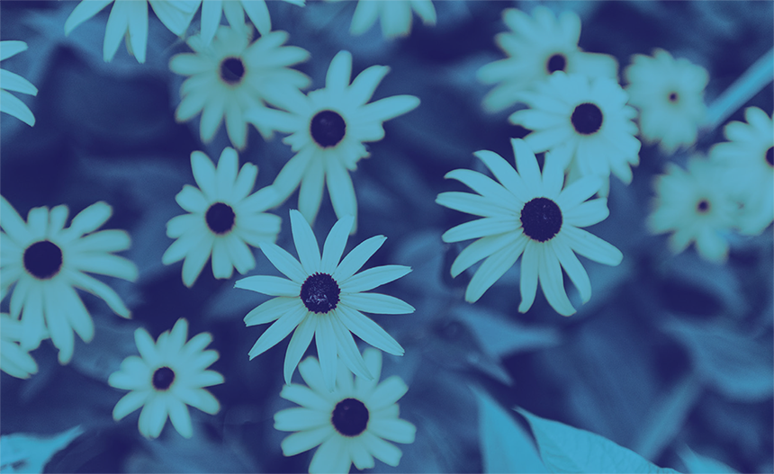 Cluster of daisies