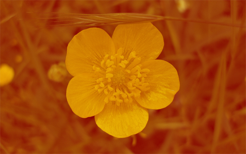 Buttercup flower