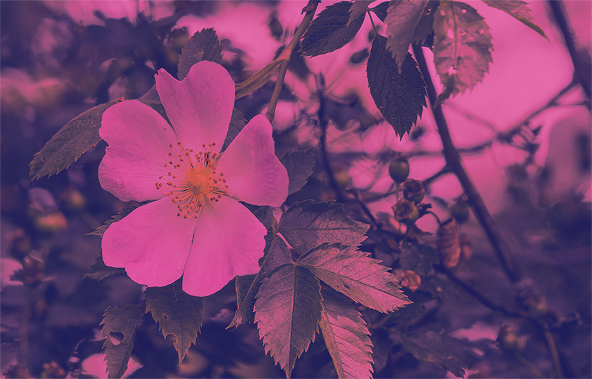 Wild roses