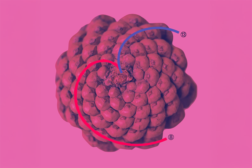 The image has a dual-tone color filter. Two contrasting colored overlay lines originate from the center of the pine cone to trace its scale patterns: a red line spirals tightly outward and clockwise, ending with the number 8 in a circle; a blue line sweeps outward in a counterclockwise arc, ending with the number 13 in a circle. The bottom right corner reads "Attribution: Anna Evans".