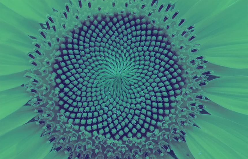 A close-up photograph focusing tightly on the center seed head of a sunflower, used to demonstrate Fibonacci numbers in nature. The image is filtered in a dual-tone style, with bright teal green petals and a deep purple-green center. The tightly packed seeds create an intricate, naturally occurring pattern of intersecting clockwise and counterclockwise spirals originating from the very center of the flower.