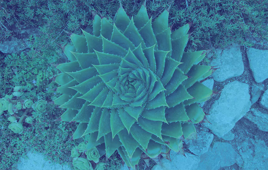 A top-down photograph of a spiral aloe plant (Aloe polyphylla), used to demonstrate Fibonacci spirals in nature. The image is filtered in a cool dual-tone style, with the succulent appearing in vibrant teal green against a dark blue background of rocky soil and smaller ground plants. Its pointed, triangular leaves grow in a perfectly symmetrical, tightly wound clockwise spiral spinning outward from the center of the plant.