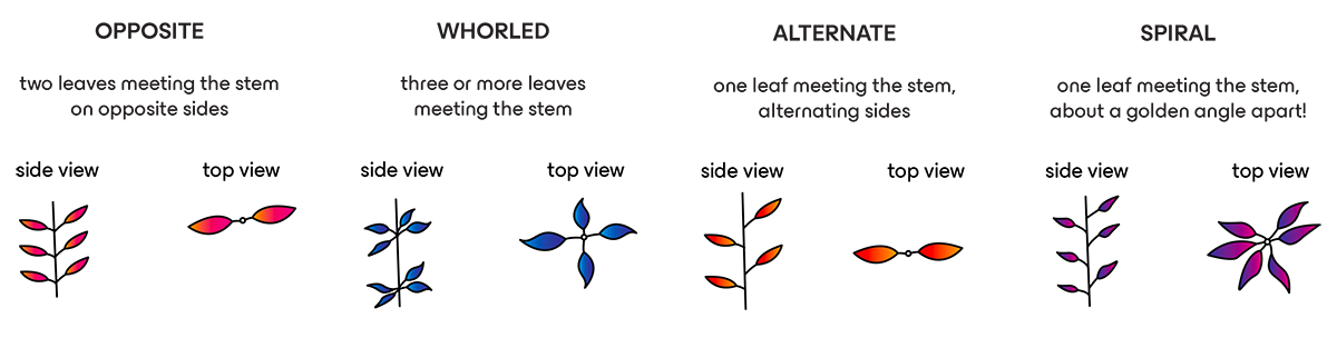 Different vantage points of leaves.