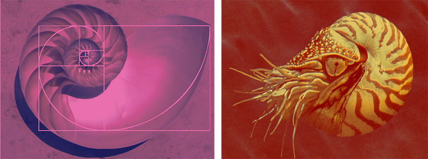 Left: A close-up photograph of a cross-sectioned nautilus shell, used to illustrate logarithmic spirals in nature. The image is filtered in a dual-tone style featuring bright pink tones and dark shadows against a textured ground. Superimposed over the shell is a geometric golden rectangle grid with a bright pink Fibonacci spiral line. The overlay perfectly aligns with the natural chambers of the shell, showing how the expanding logarithmic curve mirrors the spiral growth of the nautilus. Right: A close-up photograph of a live nautilus swimming underwater, used to connect Fibonacci spiral geometry to living organisms. The image features a warm dual-tone filter with a bright yellow-orange nautilus against a deep red background. The creature is oriented sideways, showcasing its naturally coiled shell with distinct zebra-like striping that forms a logarithmic spiral, as well as its visible eye and extended tentacles on the left.