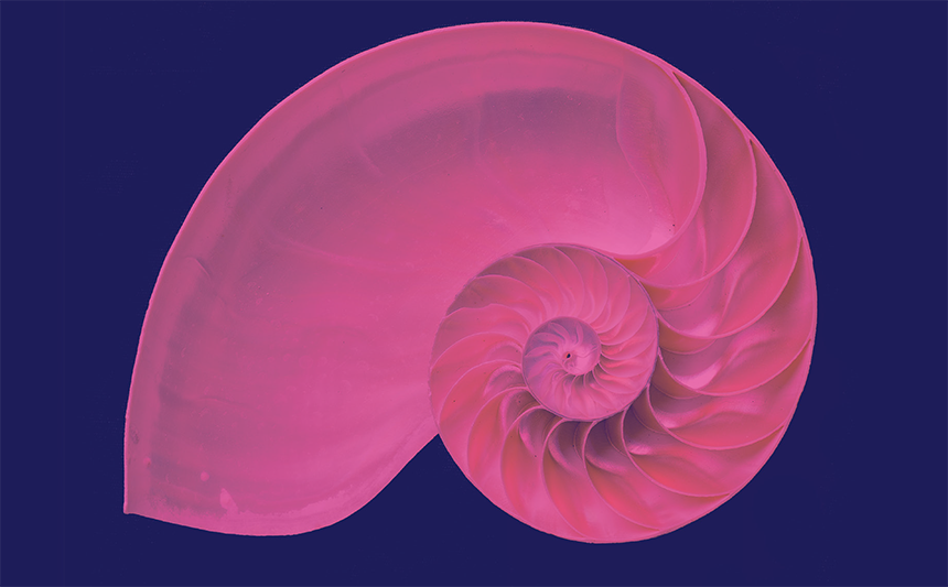 A graphic titled "Nautilus Shells" featuring a close-up photograph of a cross-sectioned nautilus shell, used to illustrate geometric spirals in nature. The image is filtered in a vibrant dual-tone style, showcasing the shell in bright magenta pink against a solid dark navy blue background. The cutaway view reveals the internal anatomy of the shell, highlighting a series of perfectly nested chambers that unfurl smoothly outward in a natural logarithmic spiral sequence.
