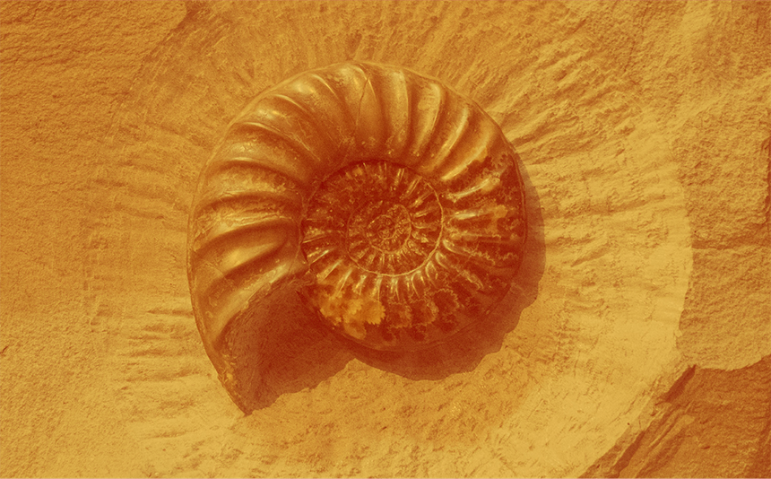 A graphic titled "Ammonites" featuring a close-up photograph of an ammonite fossil embedded in rock, used to illustrate logarithmic spirals in prehistoric nature. The image is filtered in a warm monochromatic orange-yellow tone. The fossilized shell is prominently centered, displaying distinct ribbed ridges that form a tightly wound geometric spiral expanding outward from its core.