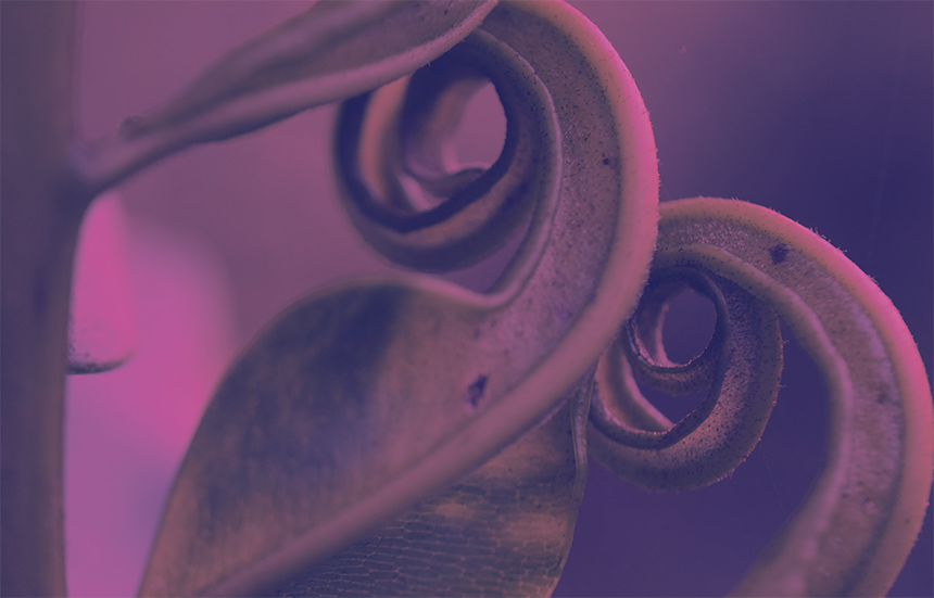 A graphic titled "Fern Coils" featuring an extreme close-up photograph of a fern fiddlehead uncurling, used to illustrate logarithmic spirals in plant life. The image is filtered in a muted dual-tone style with pinkish-purple highlights and dark violet shadows. Two new fronds are shown tightly coiled into elegant, clockwise concentric spirals that expand progressively outward as they transition into broader, developed leaves.