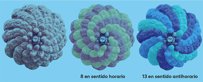 Un diagrama que muestra tres vistas desde arriba de una misma piña de pino sobre un fondo azul claro, demostrando las espirales de Fibonacci en la naturaleza. La primera piña a la izquierda no tiene color, mostrando el patrón natural en espiral de sus escamas. La piña del medio tiene sus escamas resaltadas en filas alternas de color morado y verde, con el texto "8 Clockwise" (8 en sentido horario) debajo. La piña de la derecha tiene sus escamas resaltadas en filas alternas de azul oscuro y turquesa brillante, con el texto "13 Anticlockwise" (13 en sentido antihorario) debajo. En la esquina inferior derecha, se lee el texto "Attribution: Sandy Hetherington".