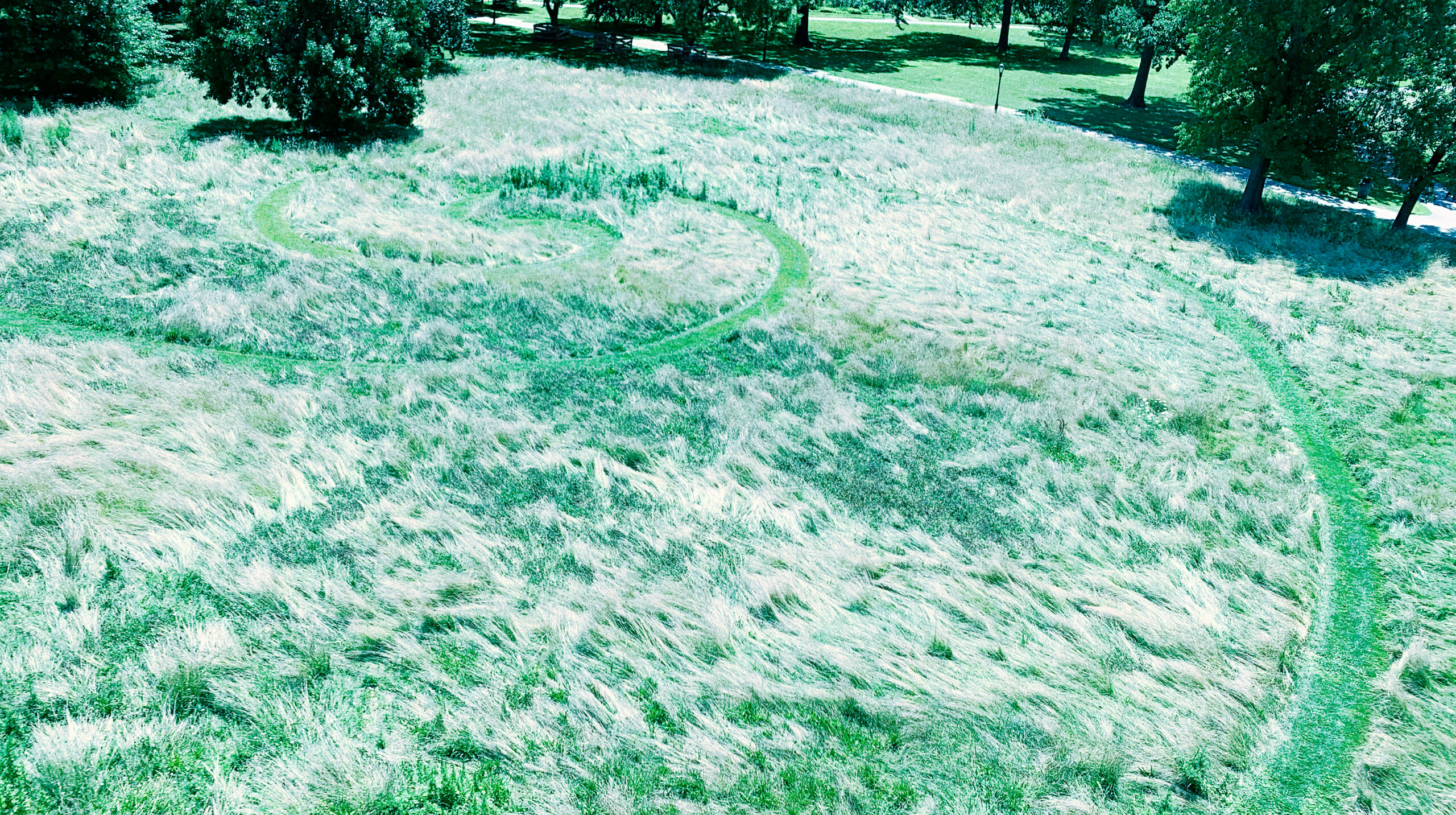 Inside1 (Grass with Fibonacci spiral)