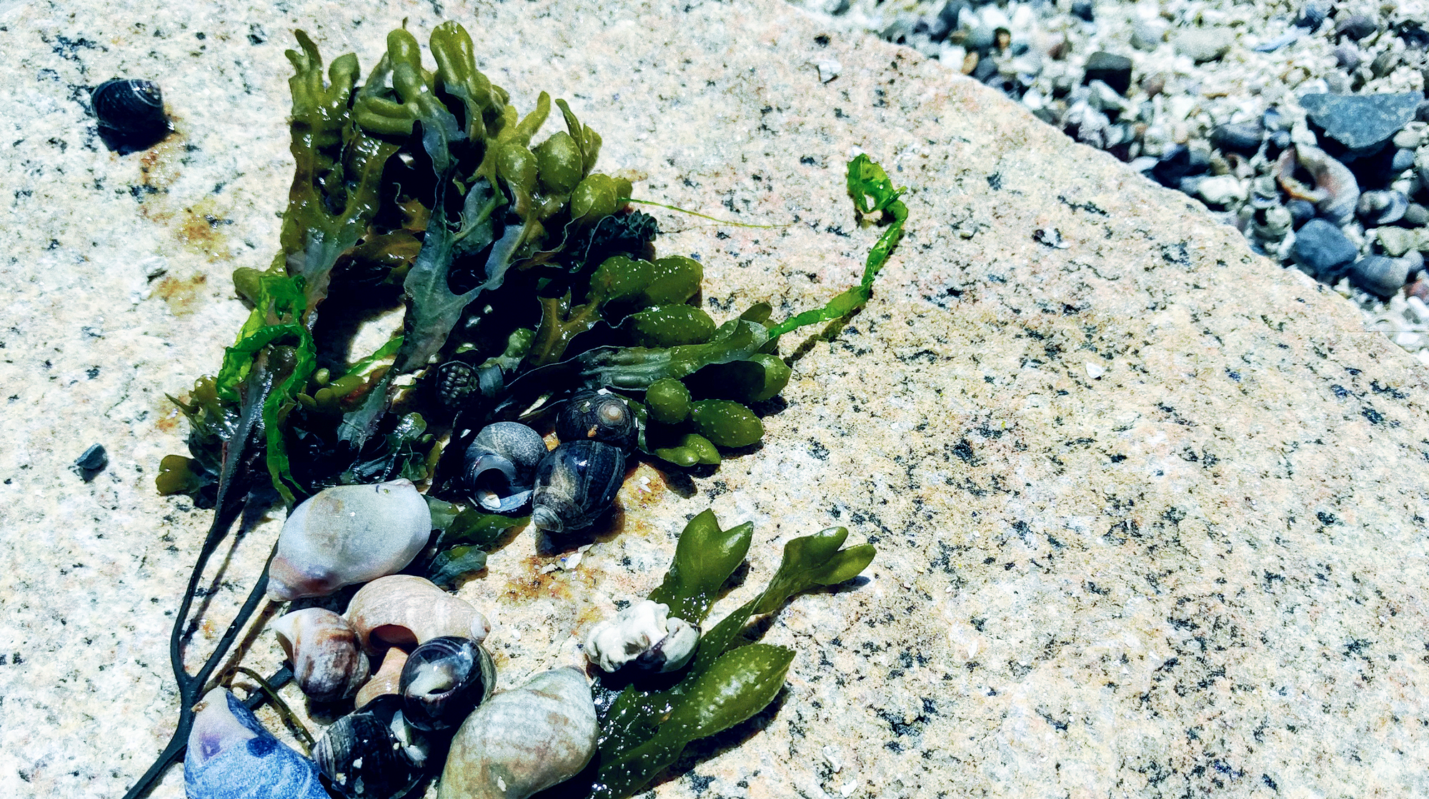 Kelp and seashells arranged on a rock.
